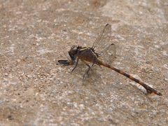 Gomphidae