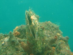 Atrina zelandica