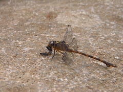 Gomphidae