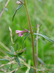 Odontites vernus