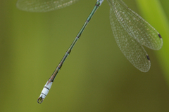 Lestes unguiculatus