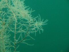 Antipathella fiordensis