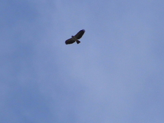 Buteo brachyurus