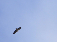 Buteo brachyurus