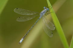 Lestes unguiculatus