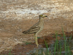Burhinus oedicnemus