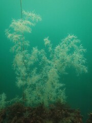 Antipathella fiordensis