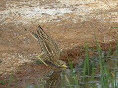 Burhinus oedicnemus