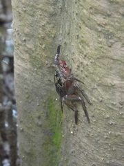Aratus pisonii