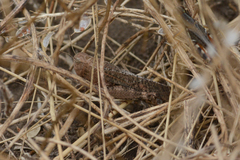 Arphia pseudonietana