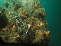 Aplodactylus arctidens