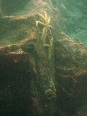 Coscinasterias muricata