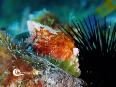 Stramonita haemastoma