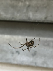 Parasteatoda tepidariorum