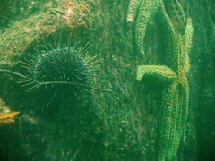 Evechinus chloroticus