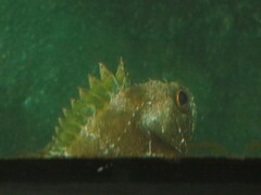 Helicolenus percoides