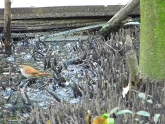 Certhiaxis cinnamomeus