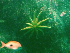 Coscinasterias muricata