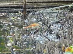 Certhiaxis cinnamomeus