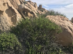 Plectocephalus chilensis