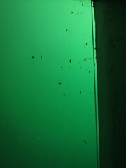 Austrosimulium