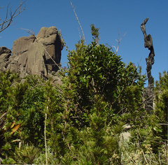 Chusquea microphylla