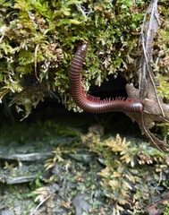 Narceus americanus