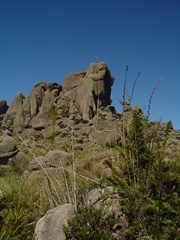 Chusquea microphylla