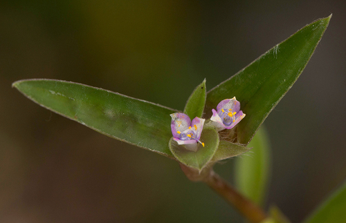 Cyanotis lanata image