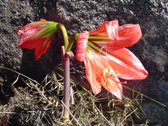Hippeastrum morelianum