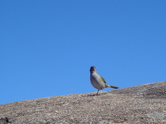 Embernagra platensis