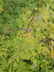 Thalictrum dasycarpum