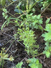 Dittrichia graveolens