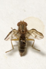 Opomyza germinationis