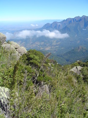 Chusquea microphylla