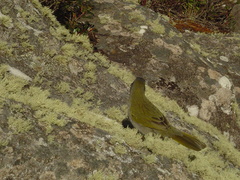 Embernagra platensis