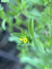 Dittrichia graveolens