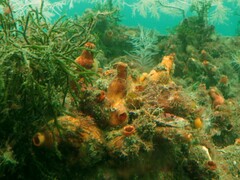 Cnemidocarpa bicornuta