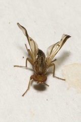 Opomyza germinationis