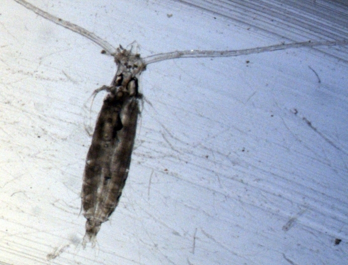 Rhincalanidae
