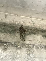 Parasteatoda tepidariorum