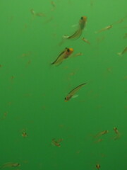 Forsterygion maryannae
