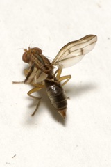 Opomyza germinationis