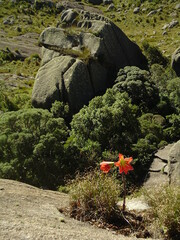 Hippeastrum morelianum