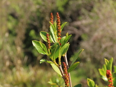Colliguaja odorifera