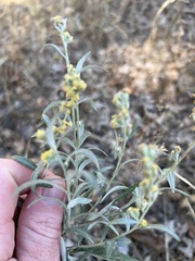 Artemisia cana