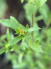 Dittrichia graveolens