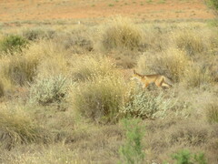 Vulpes vulpes silacea