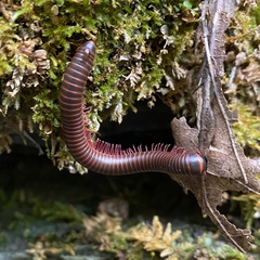 Narceus americanus