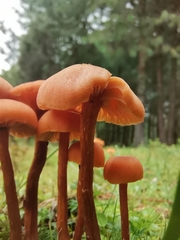 Laccaria laccata